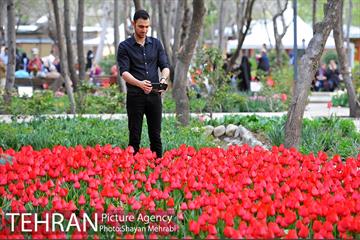 روش گل های لاله در باغ ایرانی 10