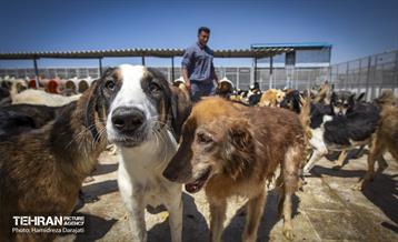 مهربانی با سگ های بدون صاحب 21