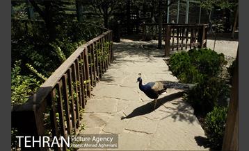 باغ پرندگان تهران 17