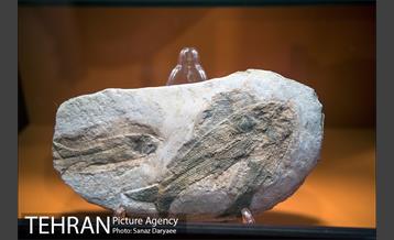 موزه علوم زمین‎ 16