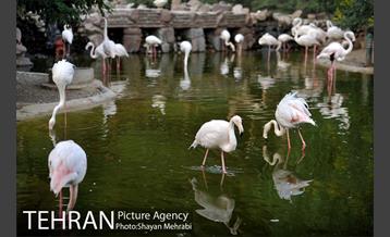 باغ پرندگان تهران 55