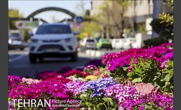 رنگ و بوی بهاری در خیابان های منطقه 7