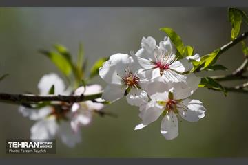 و اینک بهار 18