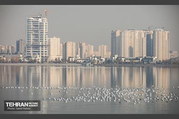 پرندگان مهاجر دریاچه چیتگر 26