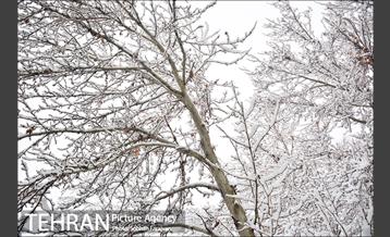 بارش برف زمستانی در تهران-2 17