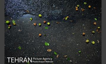 بازار میوه تربار مرکزی 10