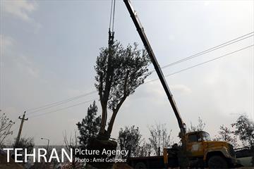 آیین کاشت درخت دانش در بوستان جنگلی چیتگر 44
