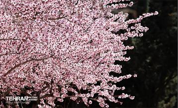 شکوفه‌های بهاری در بوستان سمن‌ها 26