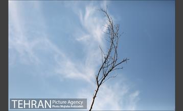 کاشت 2200 اصله نهال در بوستان جنگلی چیتگر 26