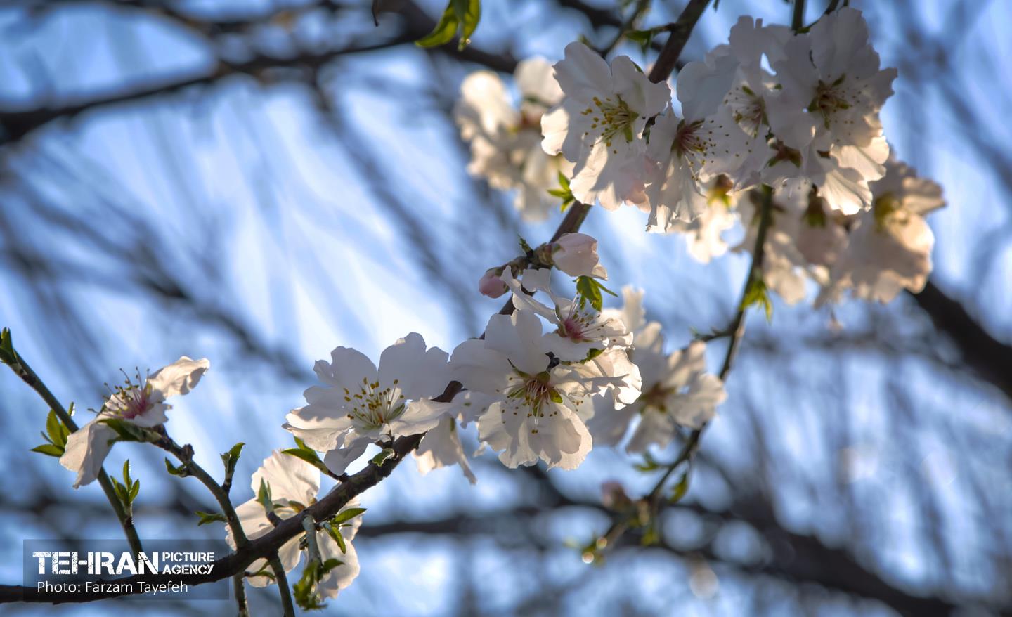 آمد بهار جان ها ای شاخ تر برقص آ 23