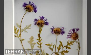 موزه گیاه شناسی دارآباد 23