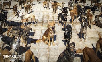 مهربانی با سگ های بدون صاحب 10