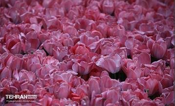 به وقت اردیبهشت؛ باغ ایرانی 13