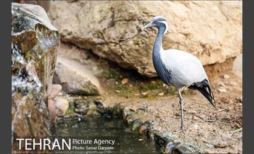 باغ پرندگان 9