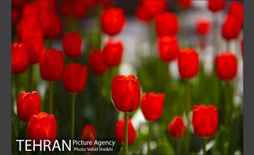 رویش گل های لاله در باغ ایرانی 6