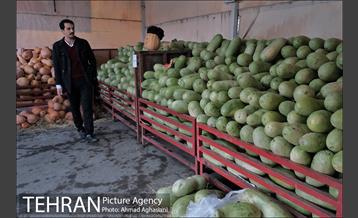 میدان میوه وتره بار شهید غیبی شهرری 32