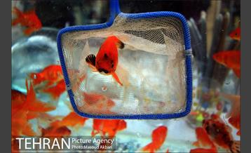 بازار امام زاده حسن در آستانه عید نوروز 1