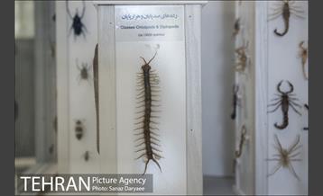 موزه طبیعت و حیات وحش ایران دارآباد‎ 21