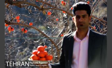 نخستین جشنواره خرمالو در روستای کشار سفلی 15