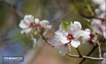 و اینک بهار 16