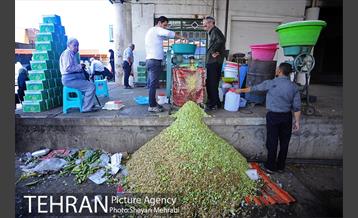 بازار میوه تربار مرکزی 5