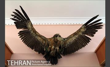 موزه آثار طبیعی و حیات وحش هفت چنار 4