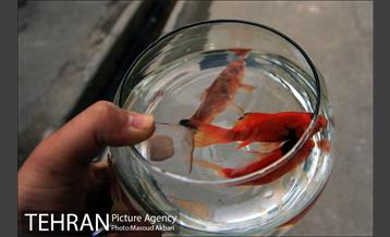 بازار امام زاده حسن در آستانه عید نوروز 3