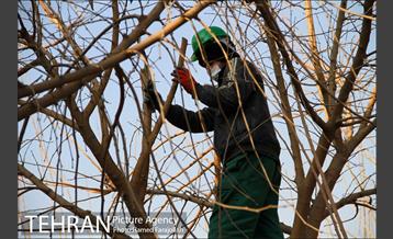 عملیات هرس درختان درمعابر و بوستانهای مناطق تهران 3