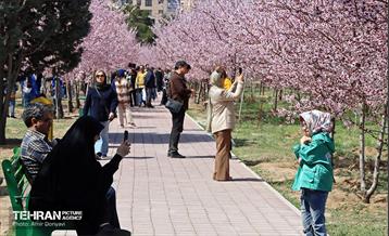 شکوفه‌های بهاری در بوستان سمن‌ها 7