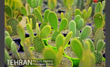 شانزدهمین نمایشگاه بین المللی گل و گیاه تهران - 2 34