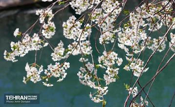 طبیعت بهاری روستای سنگان 24