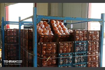 توزیع میوه شب عید قیمت تنظیم بازار در میادین و بازارهای میوه و تره‌بار 16