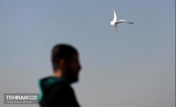 کوچ پرندگان مهاجر به دریاچه شهدای خلیج‌فارس 42