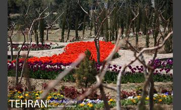 باغ گل لاله های ایرانی در بوستان آبشار تهران‎ 17