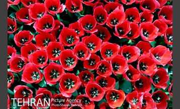 پیاده راه لاله مادران 36