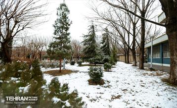 روز برفی در منطقه 8 18