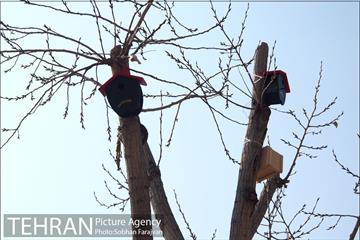 لانه‌ گذاری پرندگان در بوستان خوارزم  2