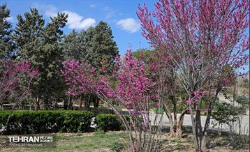 بهار در منطقه 18 33