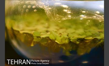 شانزدهمین نمایشگاه گل و گیاه تهران 19