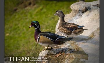 باغ پرندگان فاز دوم 5