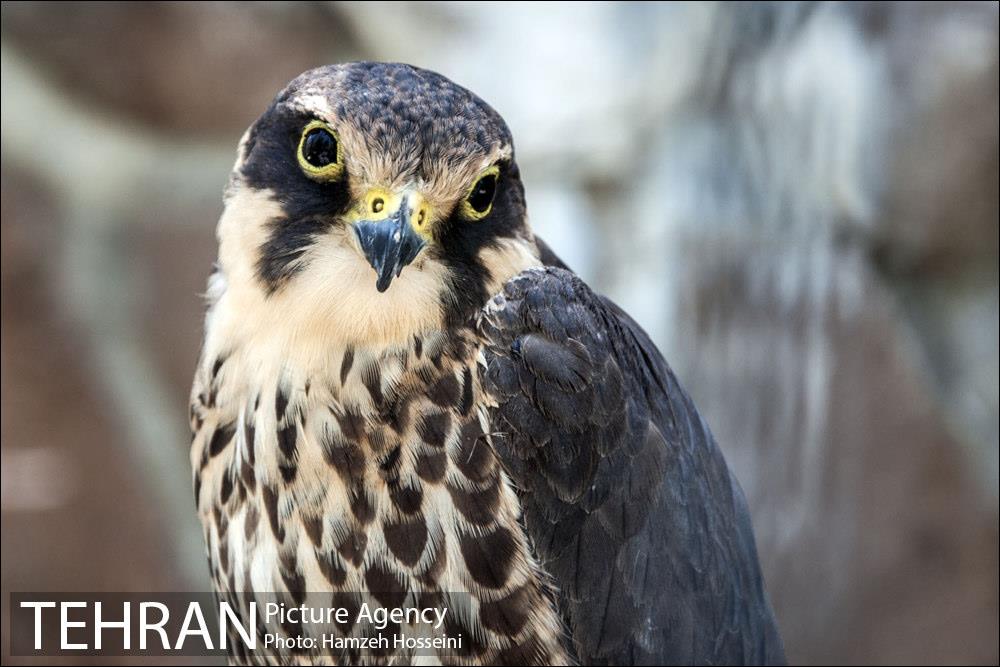 باغ پرندگان تهران 1