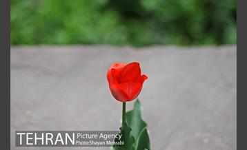 رویش گل های لاله در باغ ایرانی 23