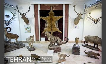 موزه طبیعت و حیات وحش دارآباد تهران 5