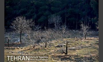 پارک جنگلی سرخه حصار 33