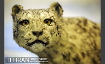 موزه حیات وحش پردیسان 18