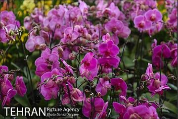 شانزدهمین نمایشگاه گل و گیاه تهران 7