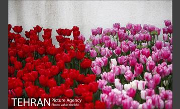 هفتمین سالگرد رویداد جذاب و دیدنی "پیاده راه لاله برای مادران" 8