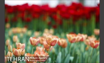 پیاده راه لاله برای مادران 9