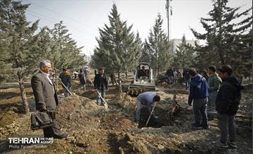 جابجایی اصولی 106 اصله درخت در منطقه 5 شهرداری 10