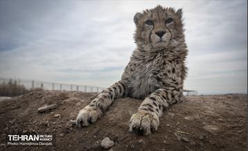 پیروز؛ پسر ایران 36